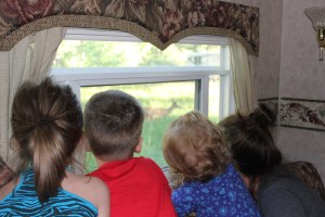 Watching a deer early in the morning